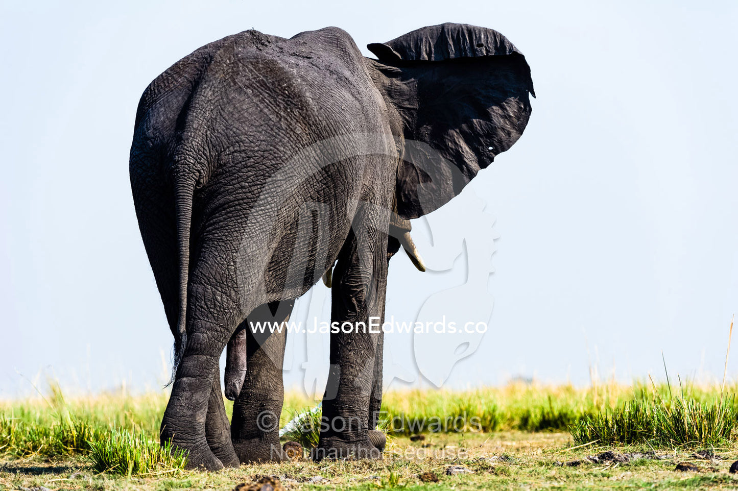 African Elephants stay cool by flapping their ears exposing the veins. Chobe River, Chobe National Park, Botswana.