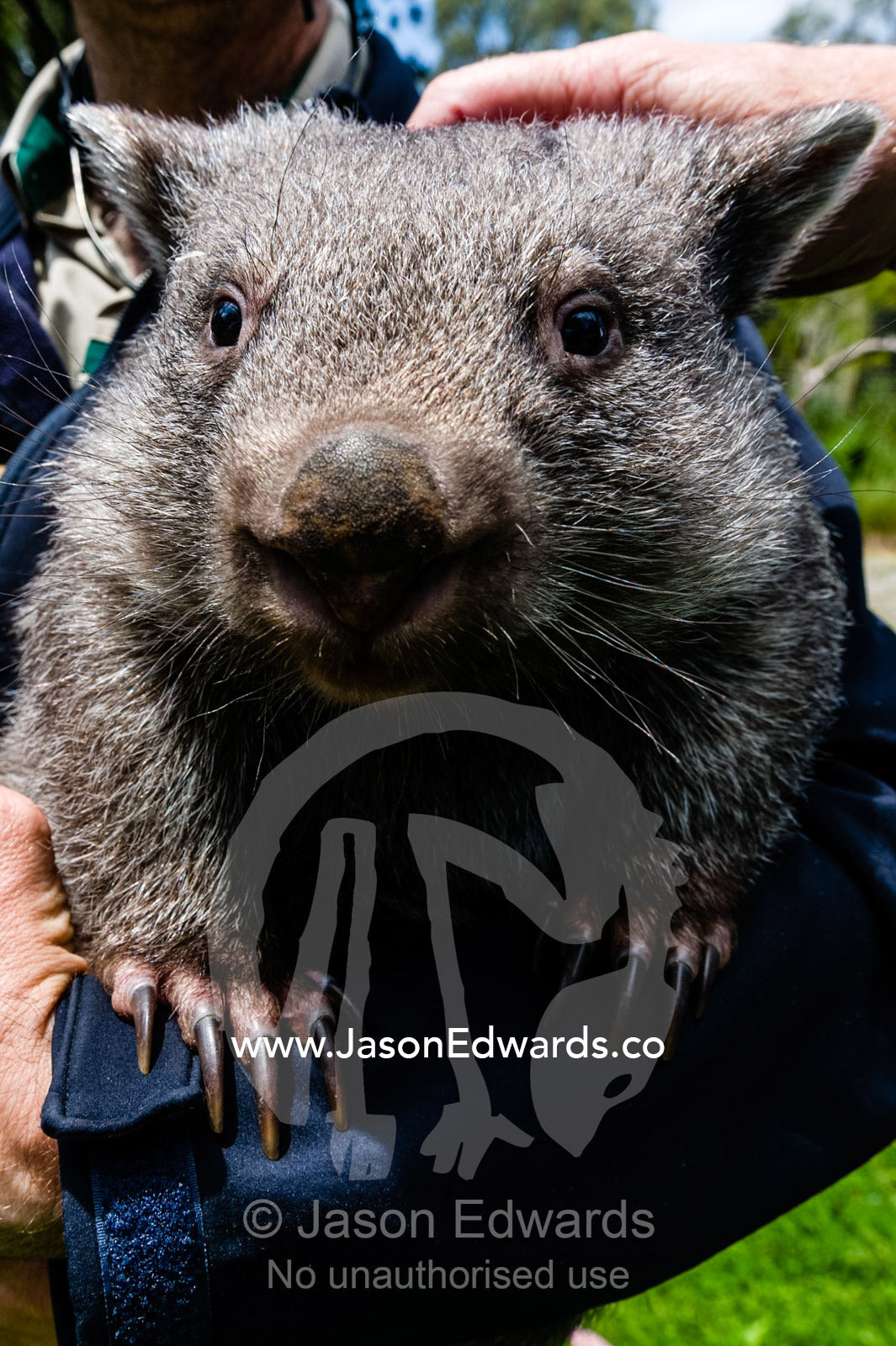 A zoo keeper holds a Common Wombat for visitors to pat and caress. Healesville Sanctuary, Zoos Victoria, Healesville, Victoria, Australia.