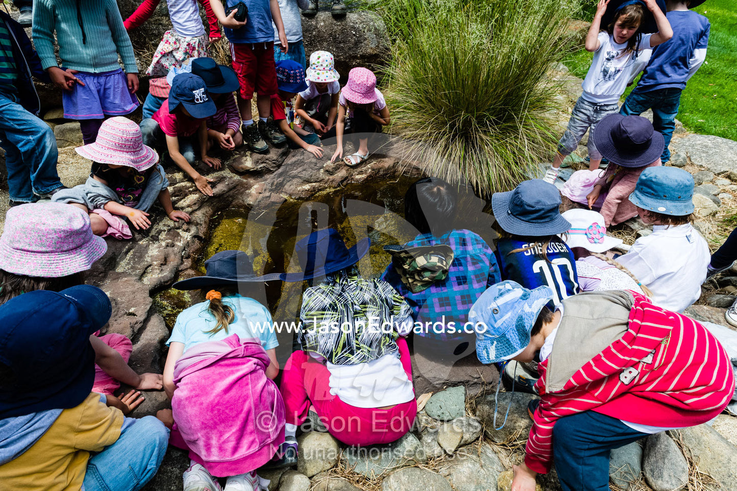 School children watching tadpoles swimming in a small pond at a zoo. Healesville Sanctuary, Zoos Victoria, Healesville, Victoria, Australia.