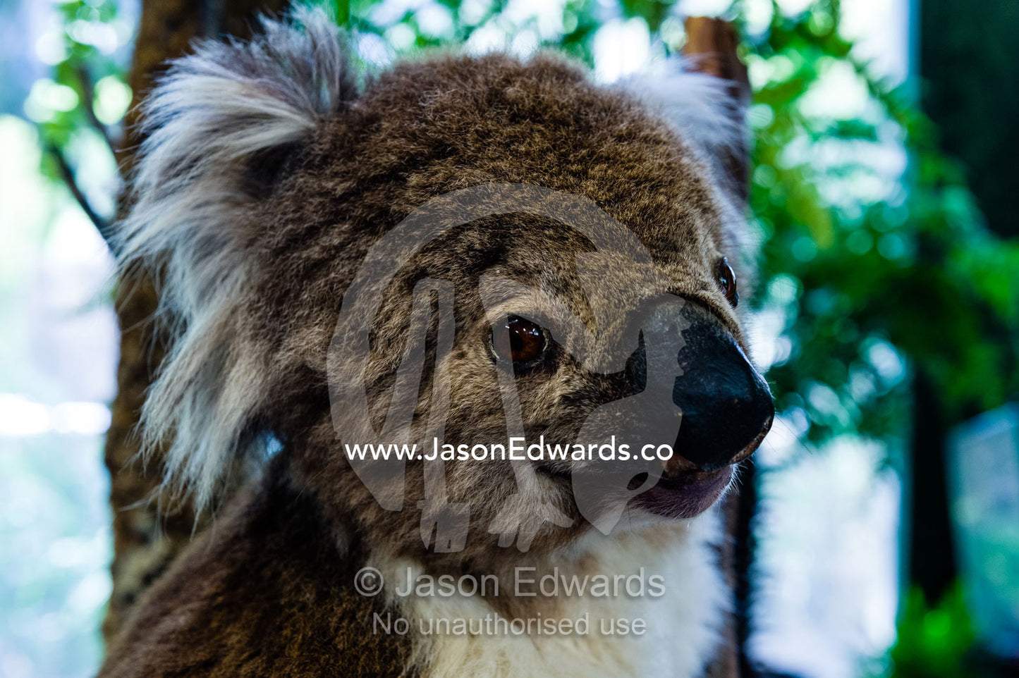The head and fluffy fur of a taxidermy Koala in a zoo classroom for children. Healesville Sanctuary, Zoos Victoria, Healesville, Victoria, Australia.