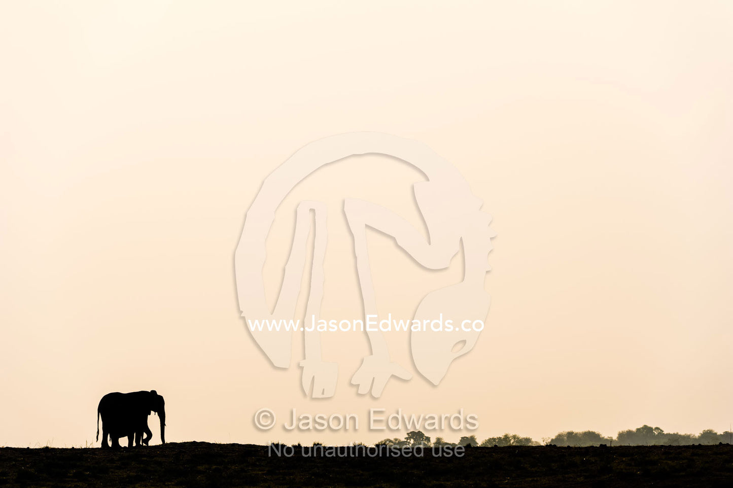 The silhouette of an African elephant walking across the horizon at sunset. Chobe River, Chobe National Park, Botswana, Africa.