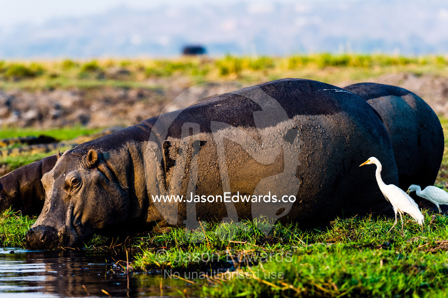 An egret looks for insects flying around a Nile hippopotamus feeding on grass on an island shoreline. Chobe River, Chobe National Park, Botswana, Africa.