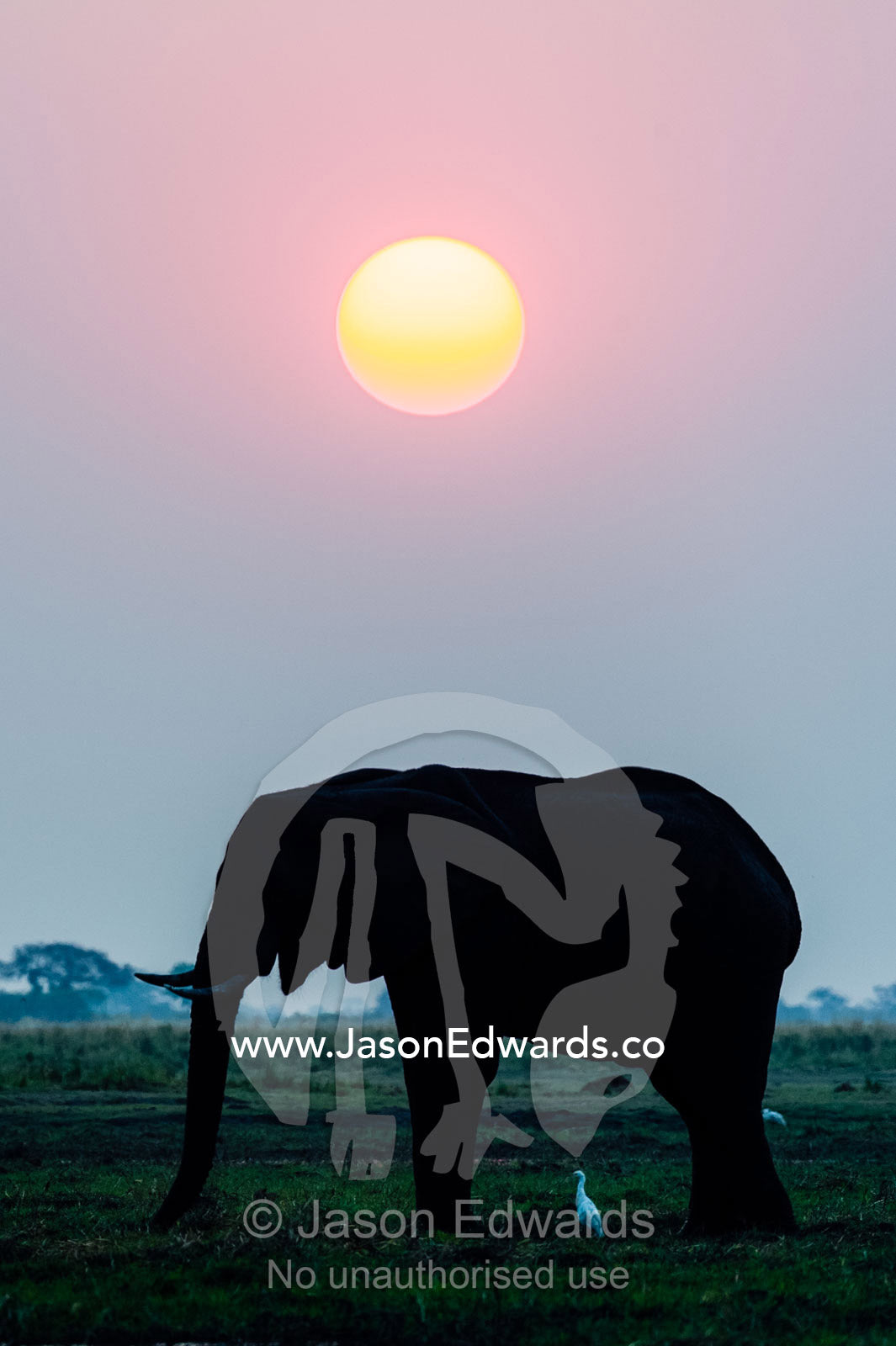 An egret stands underneath an African elephant feeding on a grass island at sunset. Chobe River, Chobe National Park, Botswana, Africa.