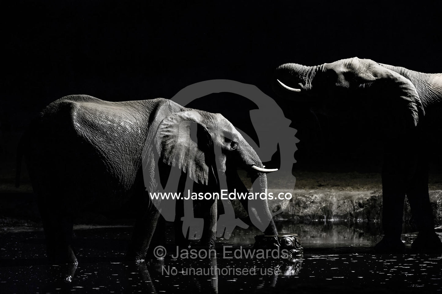 A family of African elephants drink from a floodlit waterhole beneath acacia trees on the savannah veld. Chobe National Park, Botswana, Africa.