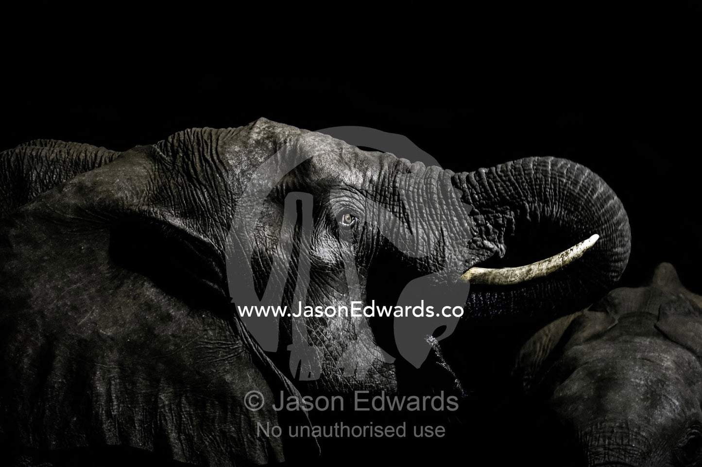 Under the beam of a floodlight an African elephant emerges from the dry season darkness to drink at a waterhole. Chobe National Park, Botswana, Africa.