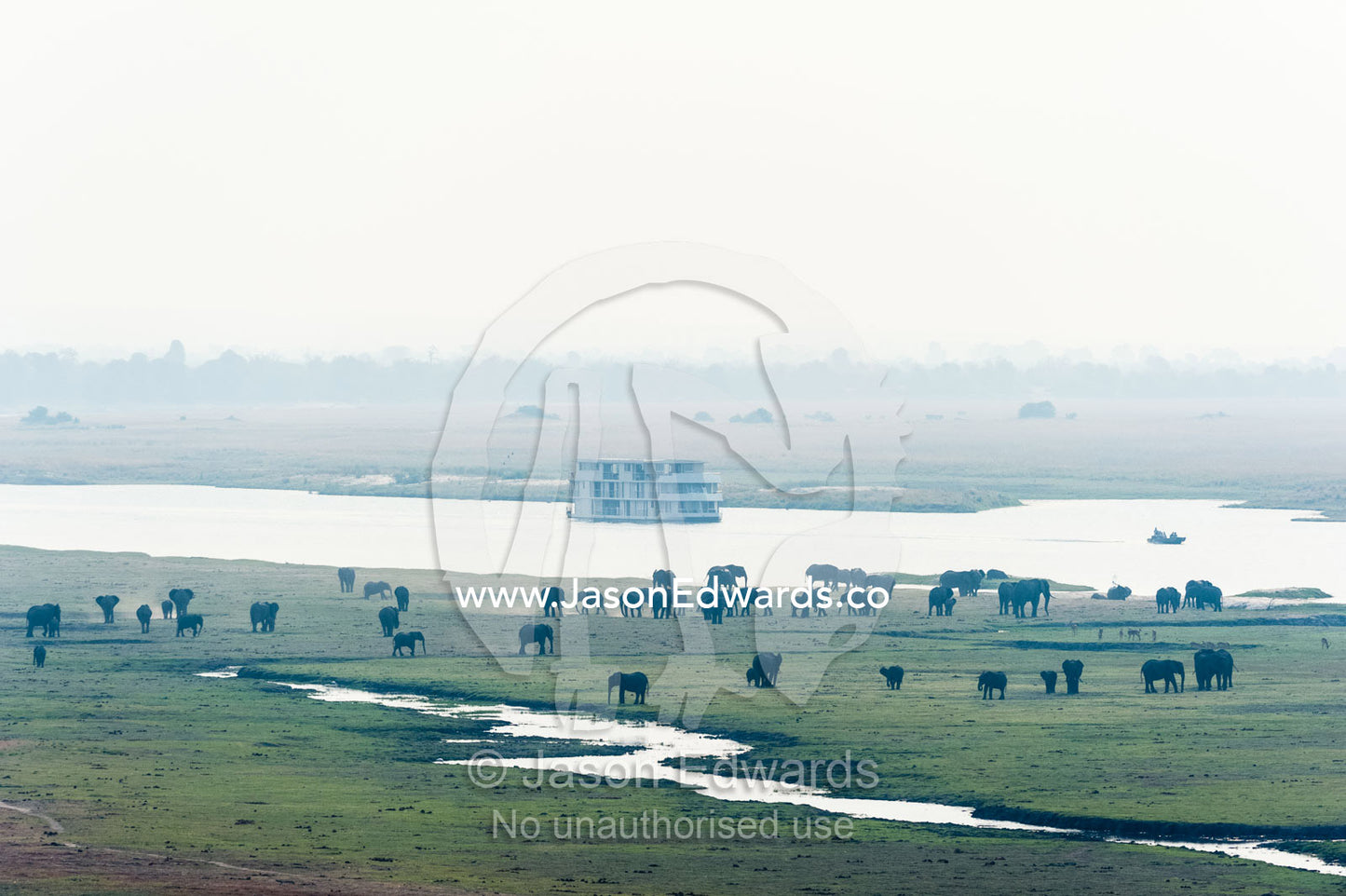 A river boat passes a large herd of African elephants grazing on an island in a wetland. Chobe River, Chobe National Park, Botswana, Africa.