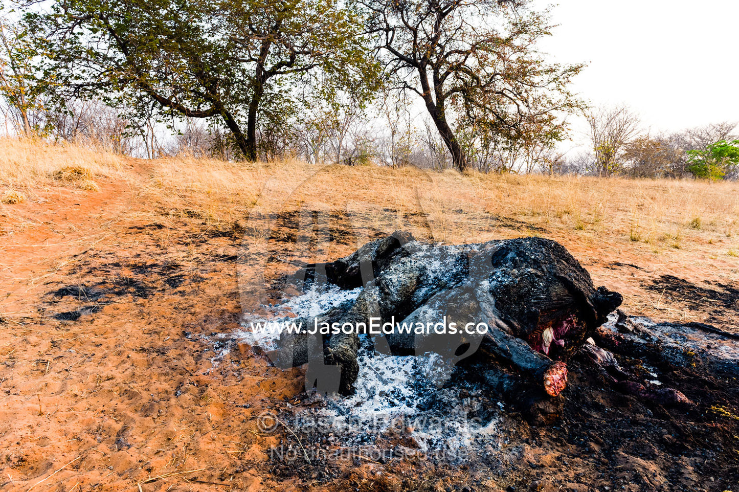 The charred remains of an African elephant slaughtered by poachers for bush meat and burned by National Park rangers to prevent the spread of Anthrax. Chobe National Park, Botswana, Africa.