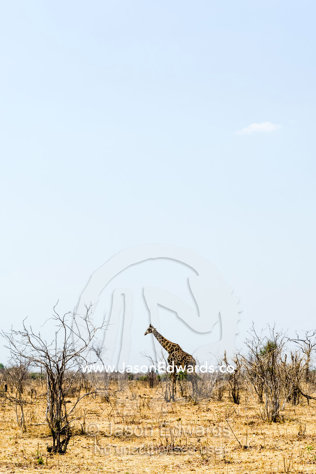 A southern reticulated giraffe in a barren wasteland of smashed trees during the dry season. Chobe National Park, Botswana, Africa.