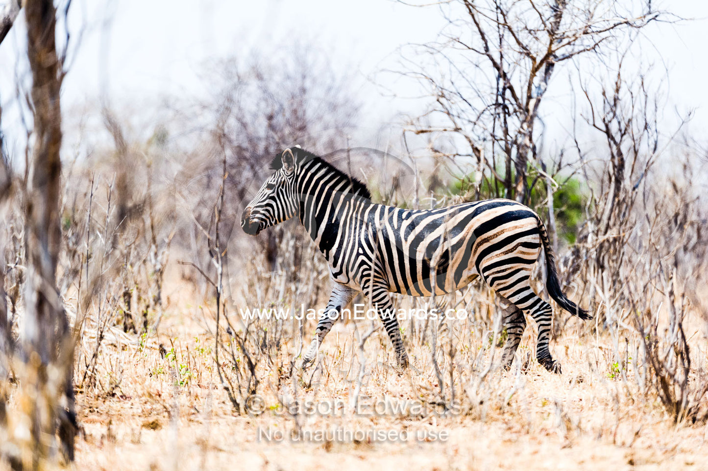 A wary zebra disappearing into an arid and smashed forest at the height of the dry season. Chobe National Park, Botswana, Africa.