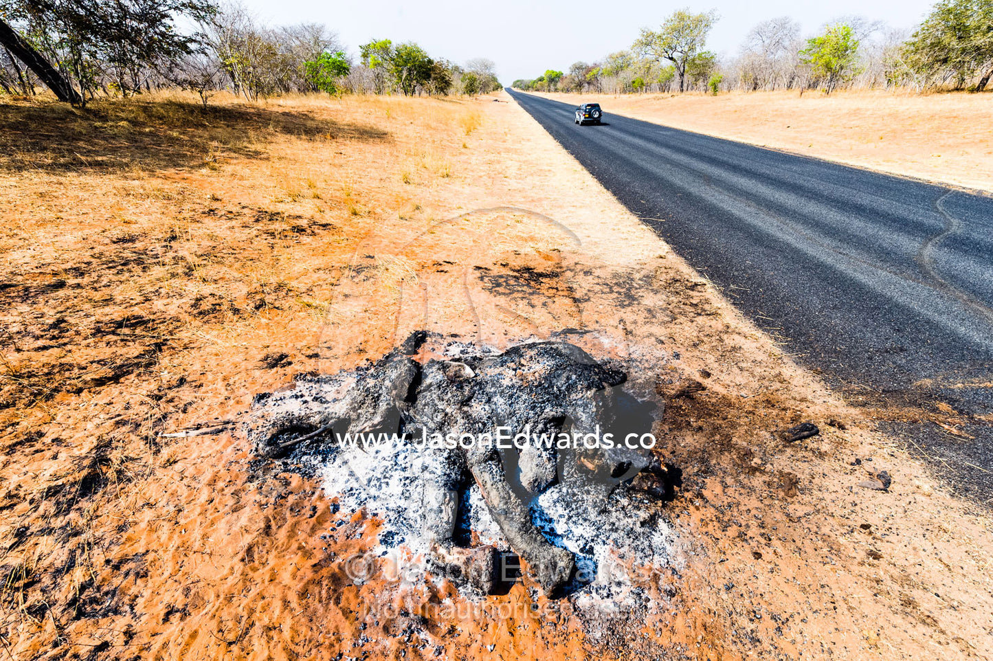 The charred remains of an African elephant slaughtered by poachers for bush meat and burned by National Park rangers to prevent the spread of Anthrax. Chobe National Park, Botswana, Africa.