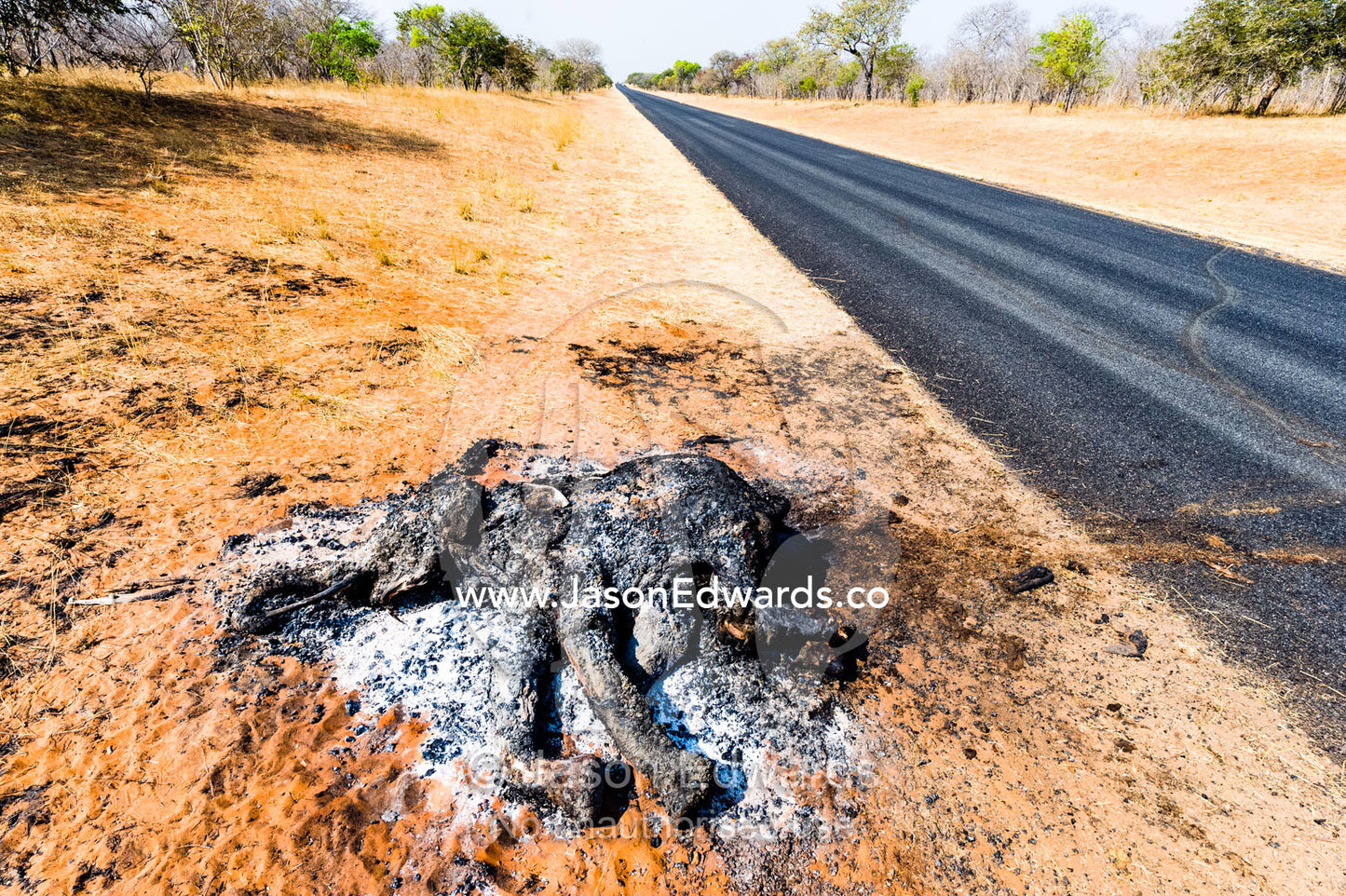 The charred remains of an African elephant slaughtered by poachers for bush meat and burned by National Park rangers to prevent the spread of Anthrax. Chobe National Park, Botswana, Africa.