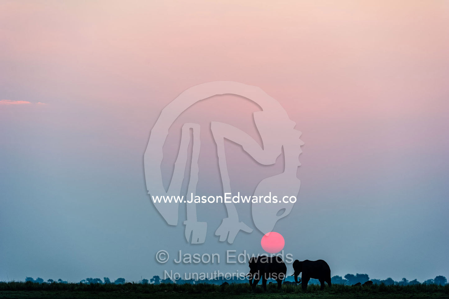 A pair of African elephants grazing on a wetland island beneath the setting sun. Chobe River, Chobe National Park, Botswana.