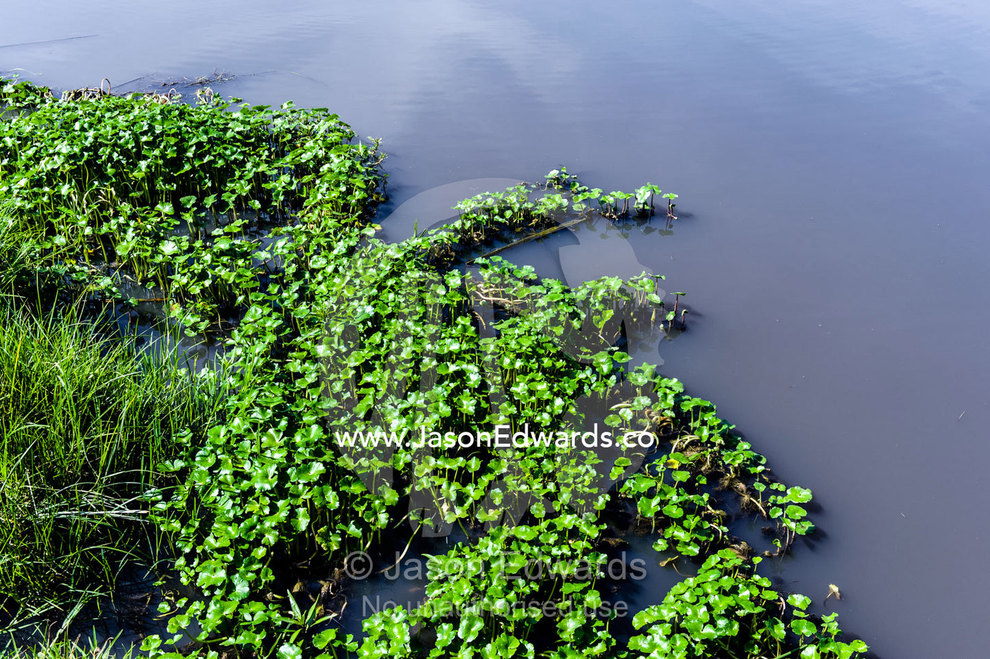 Introduced aquatic water plants choke the shoreline of a waterhole making it difficult for wildlife to drink. Ngorongoro Crater, Ngorongoro Conservation Area, Ngorongoro District, Tanzania.