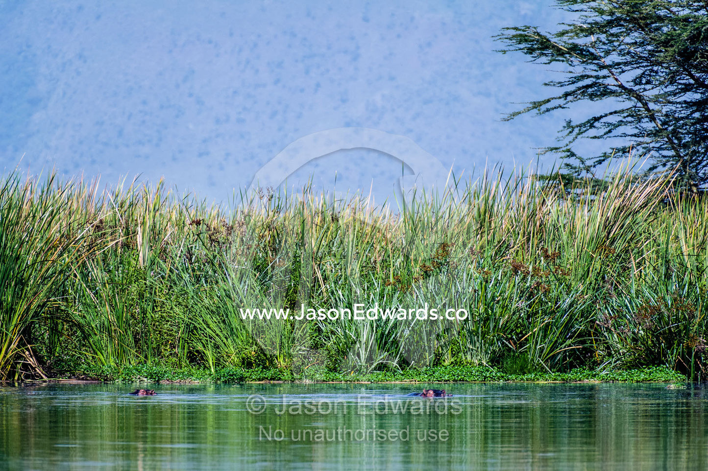 Nile Hippopotamus swimming in a reed-lined waterhole in a volcano caldera. Ngorongoro Crater, Ngorongoro Conservation Area, Ngorongoro District, Tanzania.