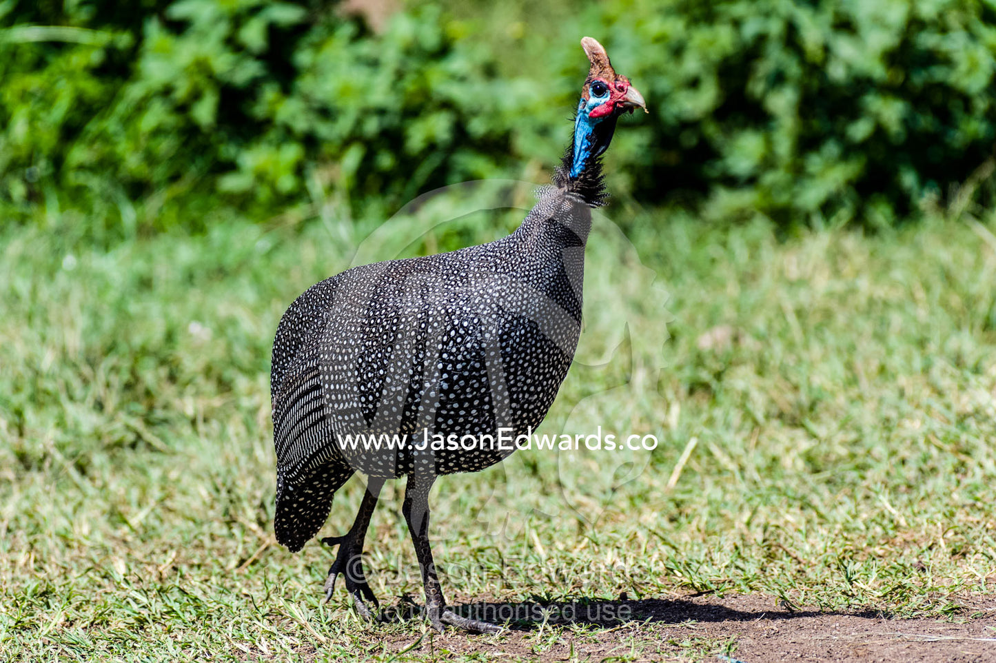 The colourful blue face and spotted plumage of the Helmeted Guineafowl. Ngorongoro Crater, Ngorongoro Conservation Area, Ngorongoro District, Tanzania.