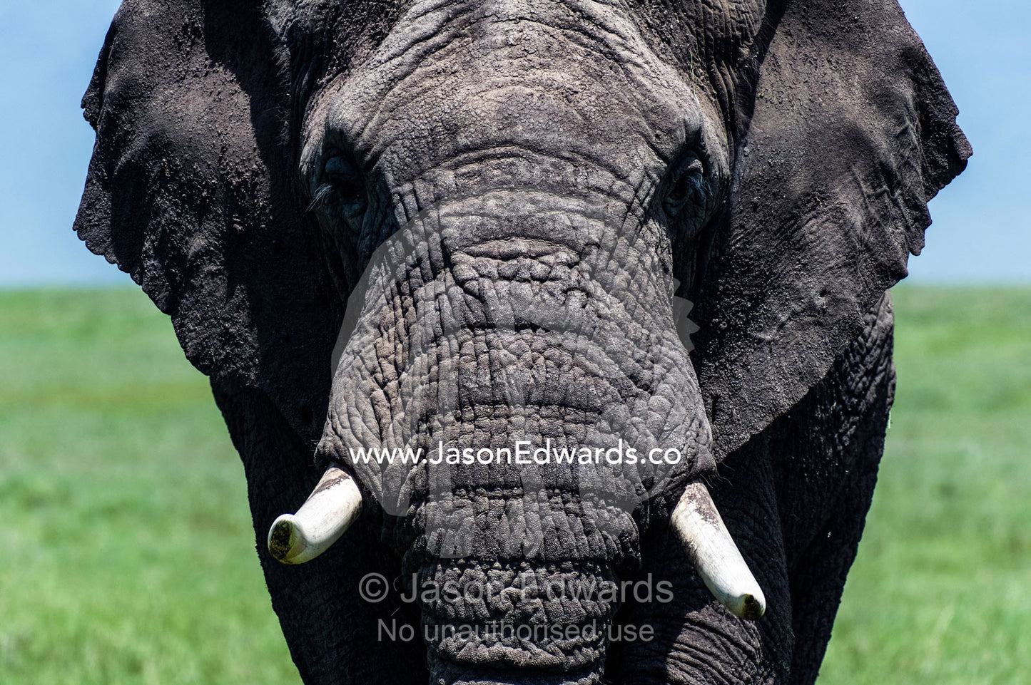 The wrinkled and leathery face of an African Elephant bull approaching the camera. Ngorongoro Crater, Ngorongoro Conservation Area, Ngorongoro District, Tanzania.