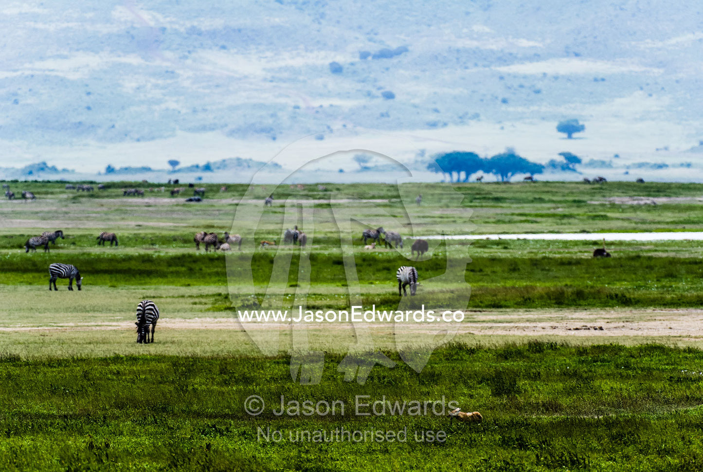 A Golden Jackal moves between Zebra grazing on the savannah. Ngorongoro Crater, Ngorongoro Conservation Area, Ngorongoro District, Tanzania.