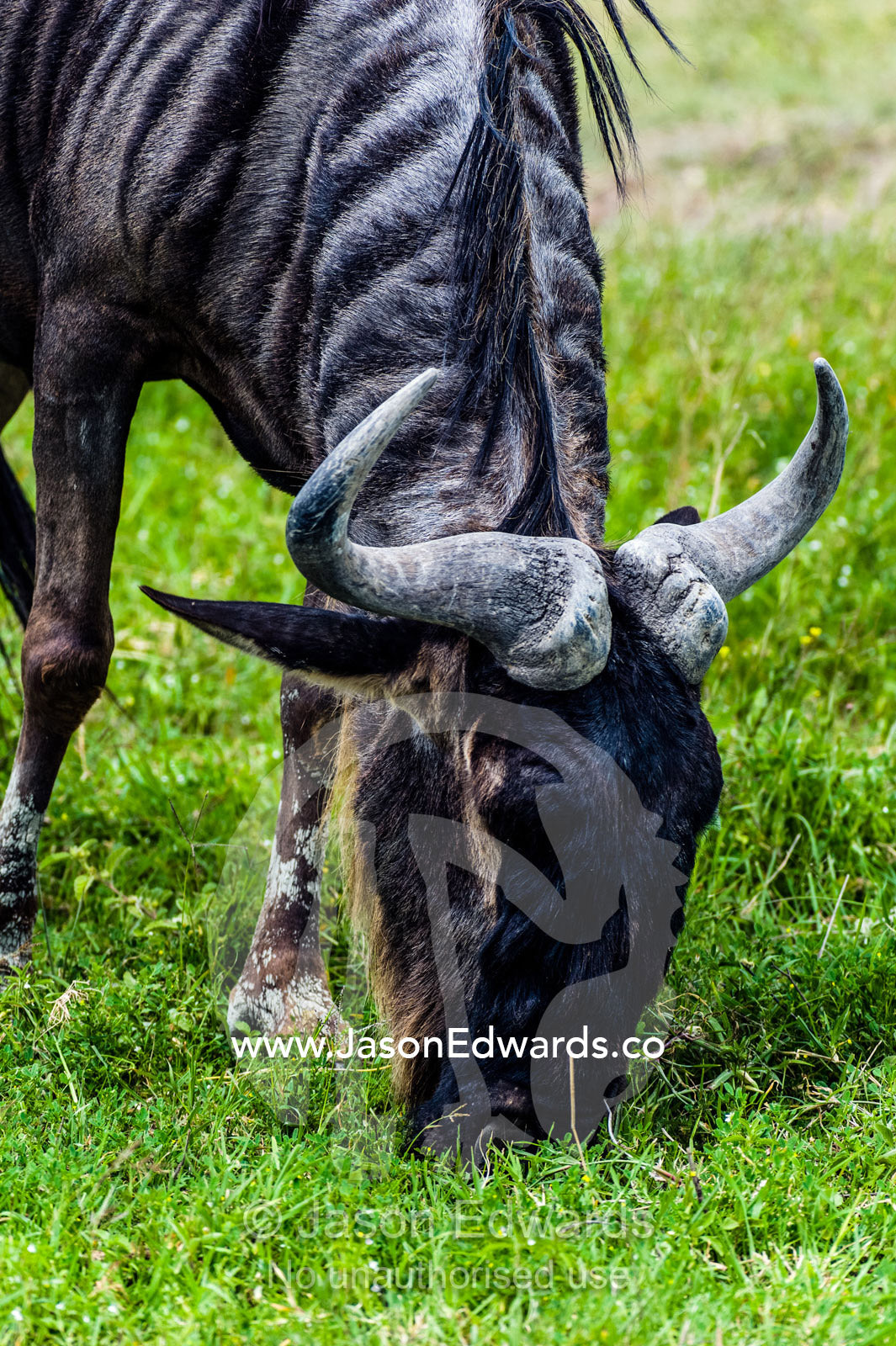A Blue Wildebeest grazing on the short savannah plain grasses. Ngorongoro Crater, Ngorongoro Conservation Area, Ngorongoro District, Tanzania.