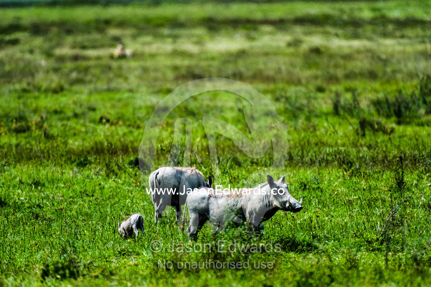 A family of Warthogs rummaging for food on a grassy plain. Ngorongoro Crater, Ngorongoro Conservation Area, Ngorongoro District, Tanzania.