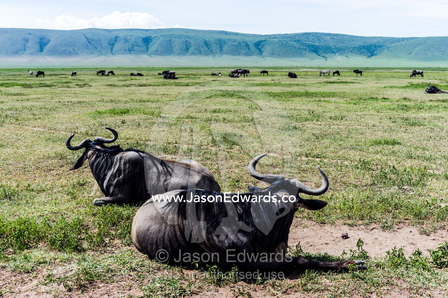 A pair of Blue Wildebeest resting on the savannah plain during the heat of the day. Ngorongoro Crater, Ngorongoro Conservation Area, Ngorongoro District, Tanzania.