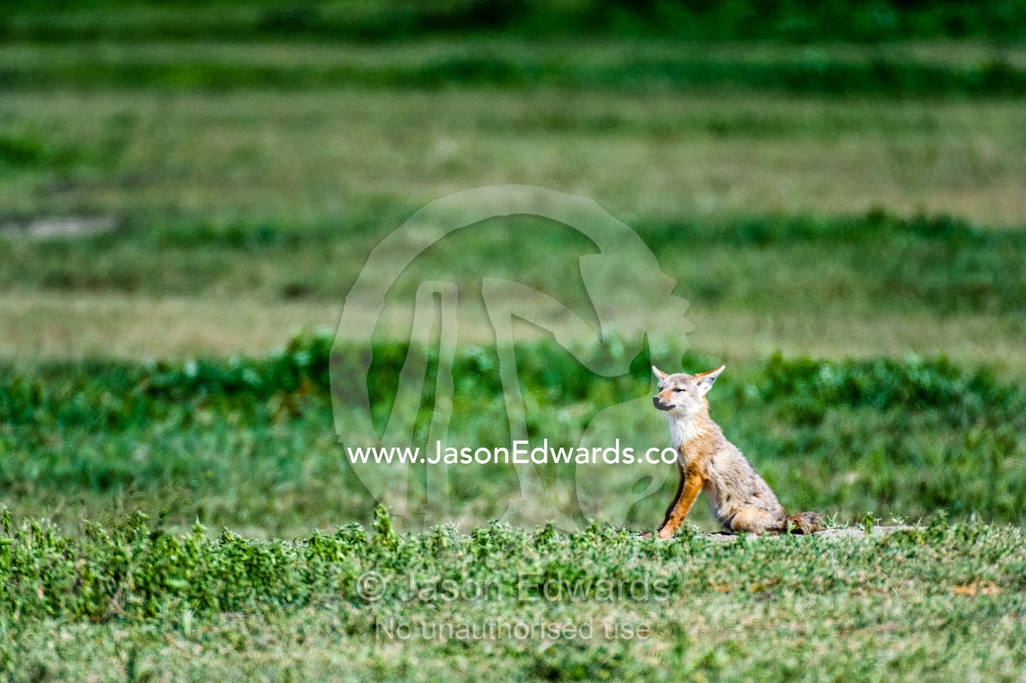 A Golden Jackal sitting alert surveys the savannah for prey and other predators. Ngorongoro Crater, Ngorongoro Conservation Area, Ngorongoro District, Tanzania.