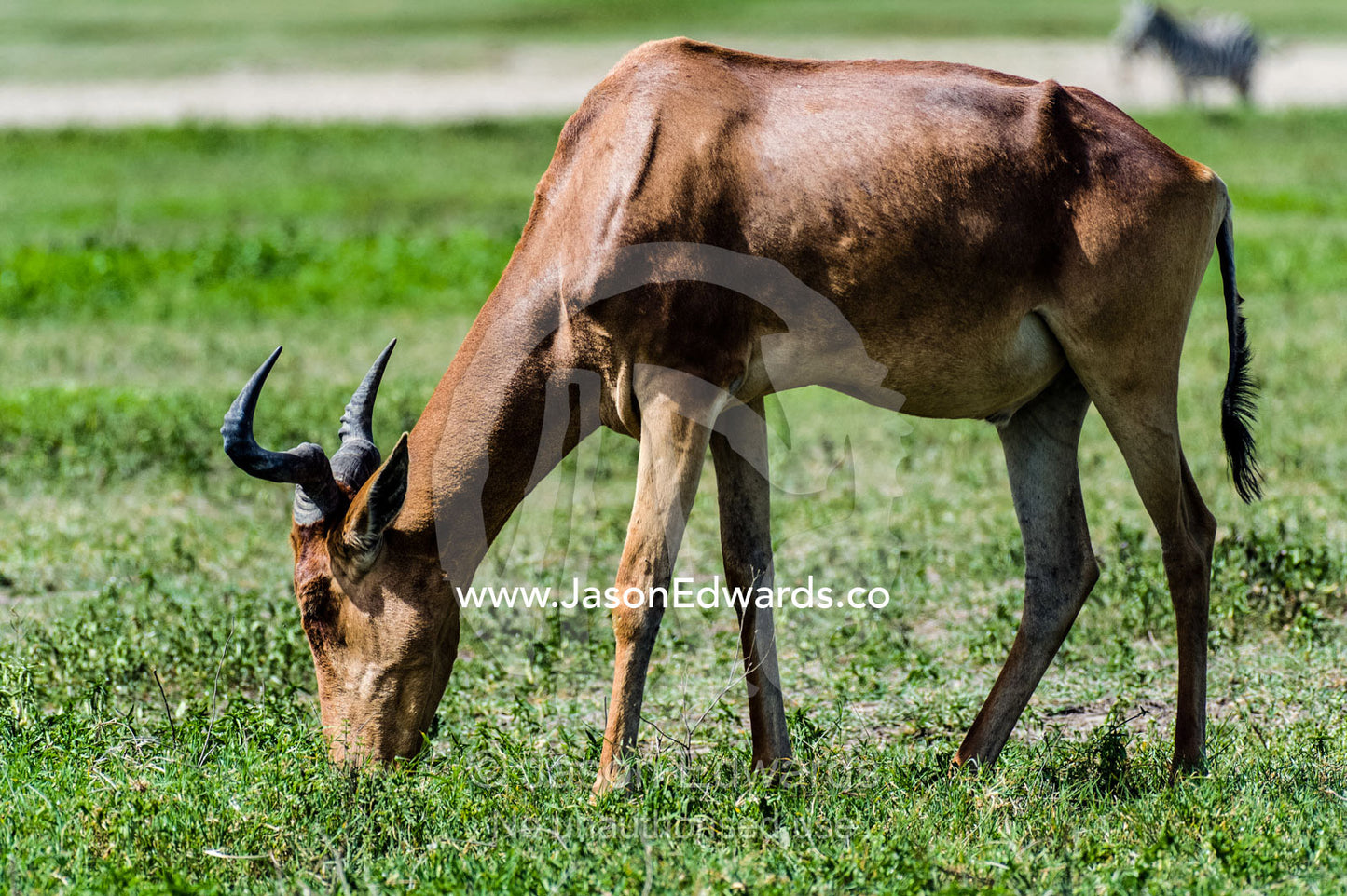 A Coke's Hartebeest grazing on short green savannah grasses. Ngorongoro Crater, Ngorongoro Conservation Area, Ngorongoro District, Tanzania.