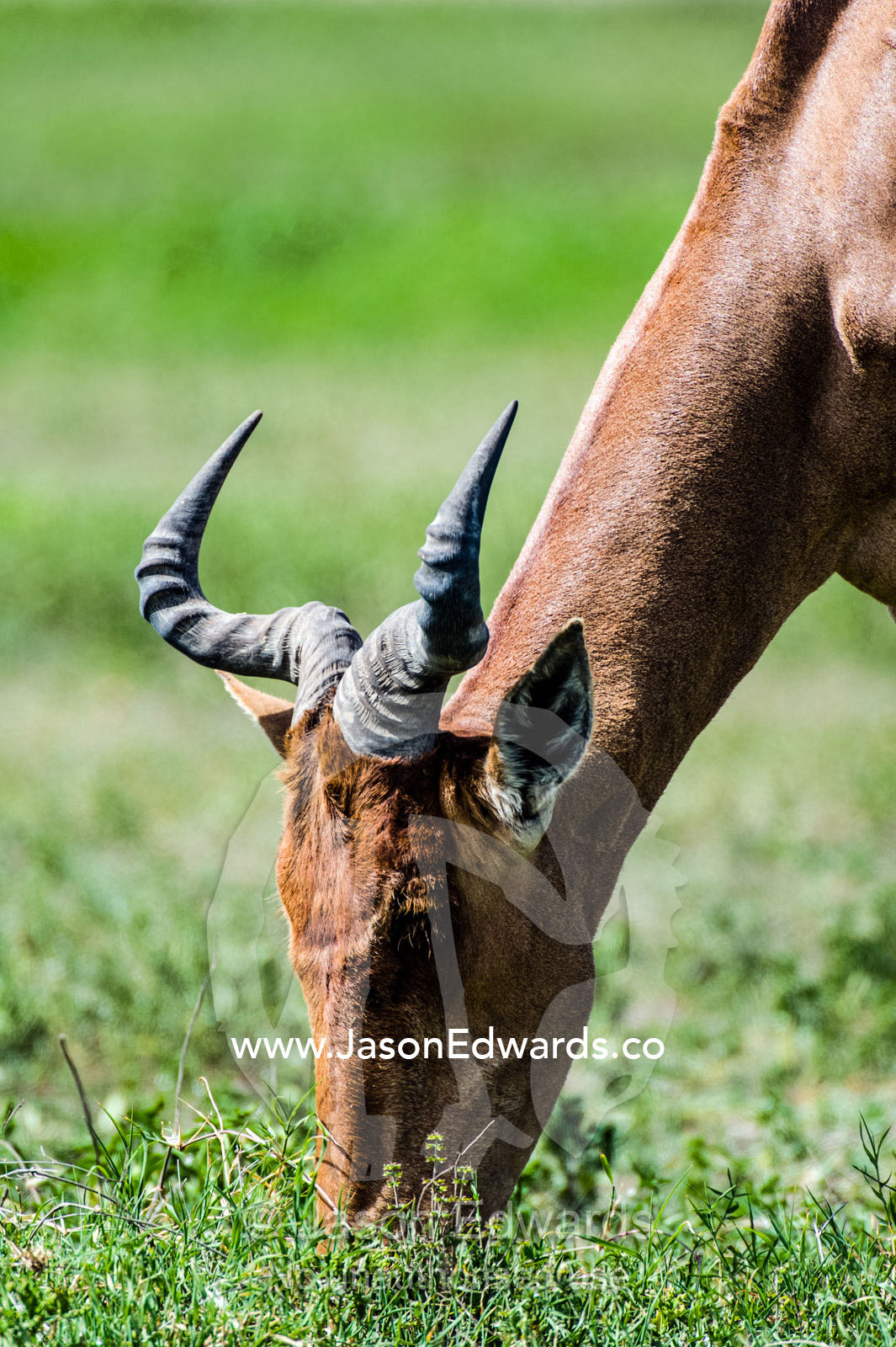 A Coke's Hartebeest grazing on short green savannah grasses. Ngorongoro Crater, Ngorongoro Conservation Area, Ngorongoro District, Tanzania.