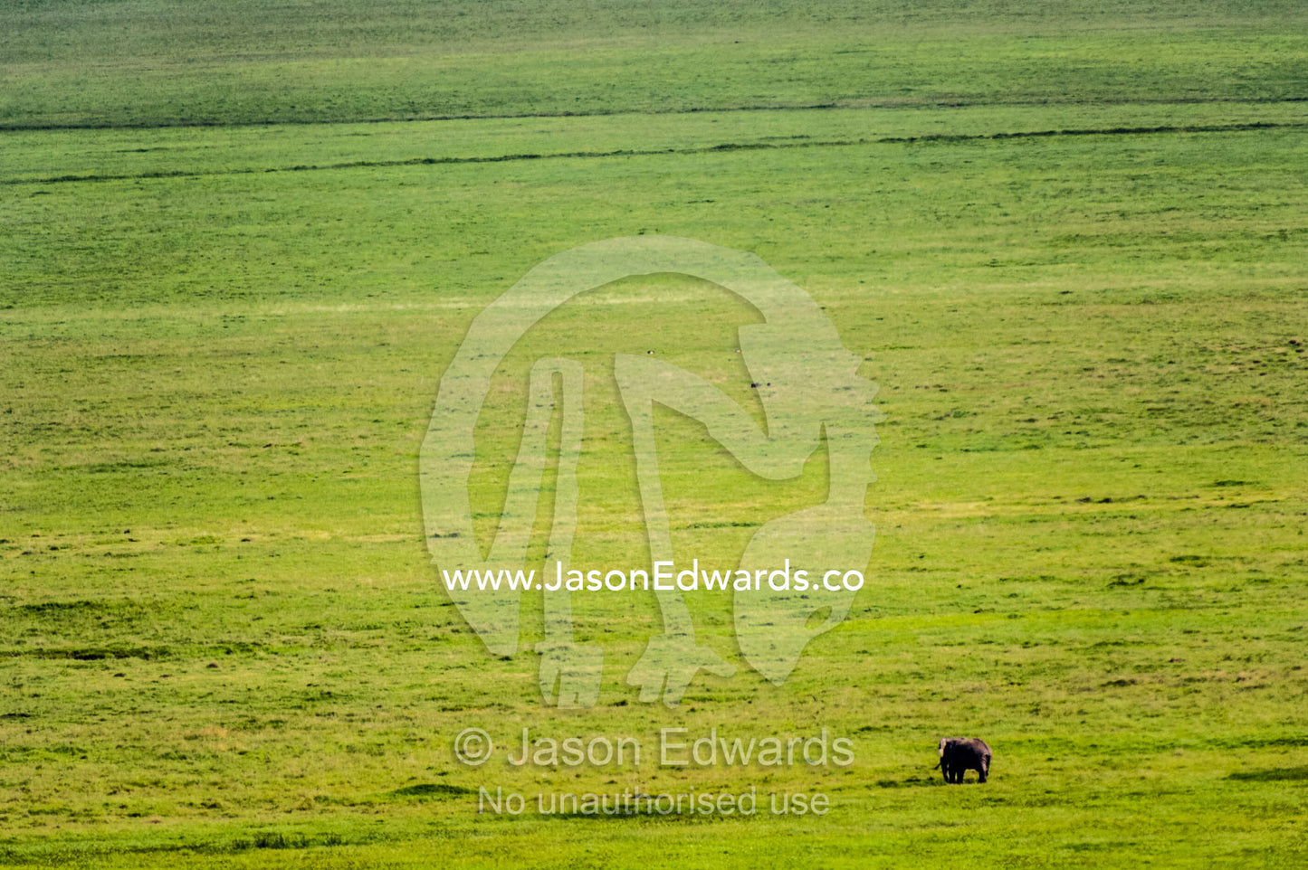 An African Elephant dwarfed by a vast savannah plain on the floor of a volcano caldera. Ngorongoro Crater, Ngorongoro Conservation Area, Ngorongoro District, Tanzania.