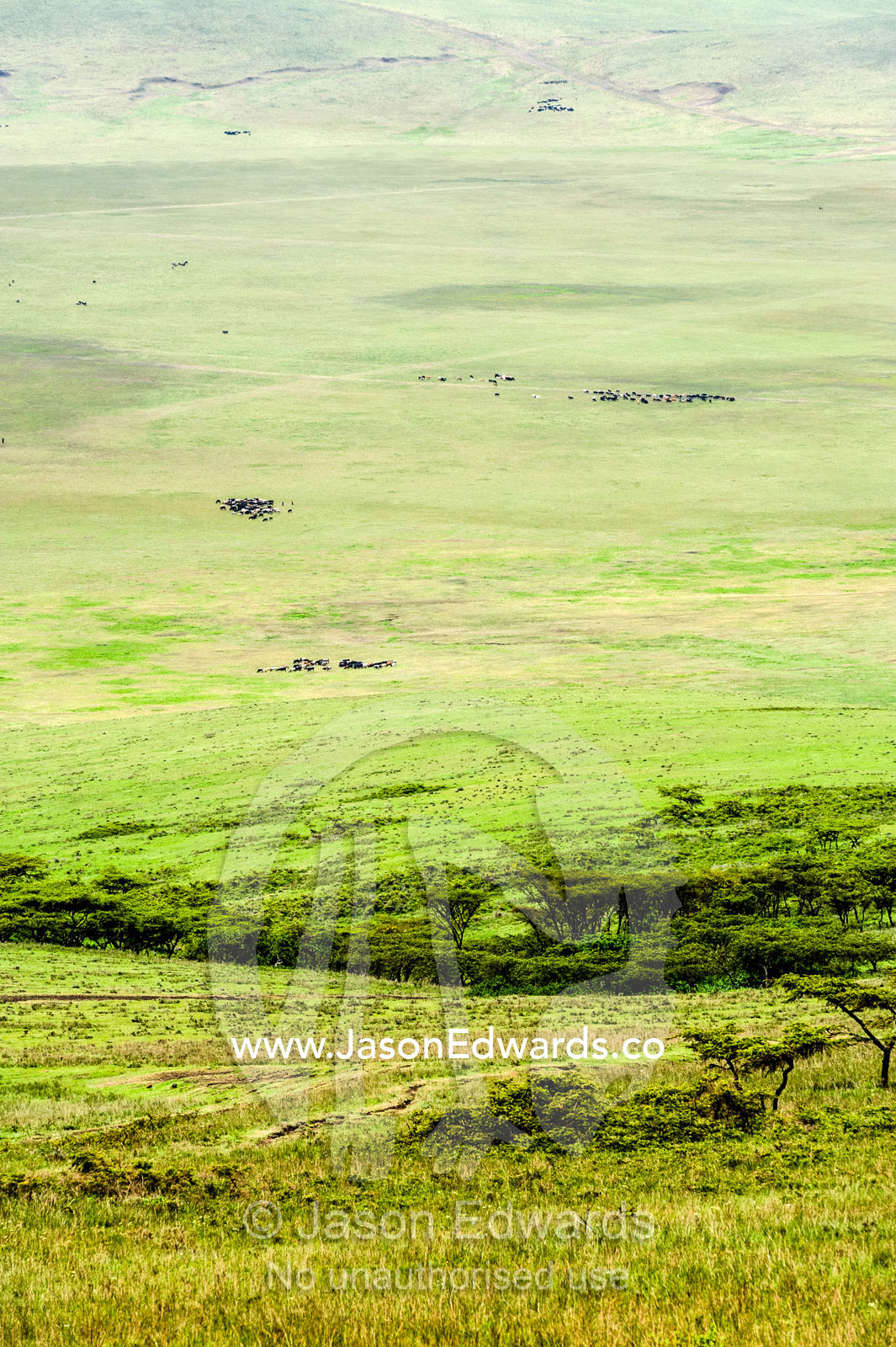 Herds of Maasai cattle dotted across a vast savannah plain where they graze. Ngorongoro Crater, Ngorongoro Conservation Area, Ngorongoro District, Tanzania.