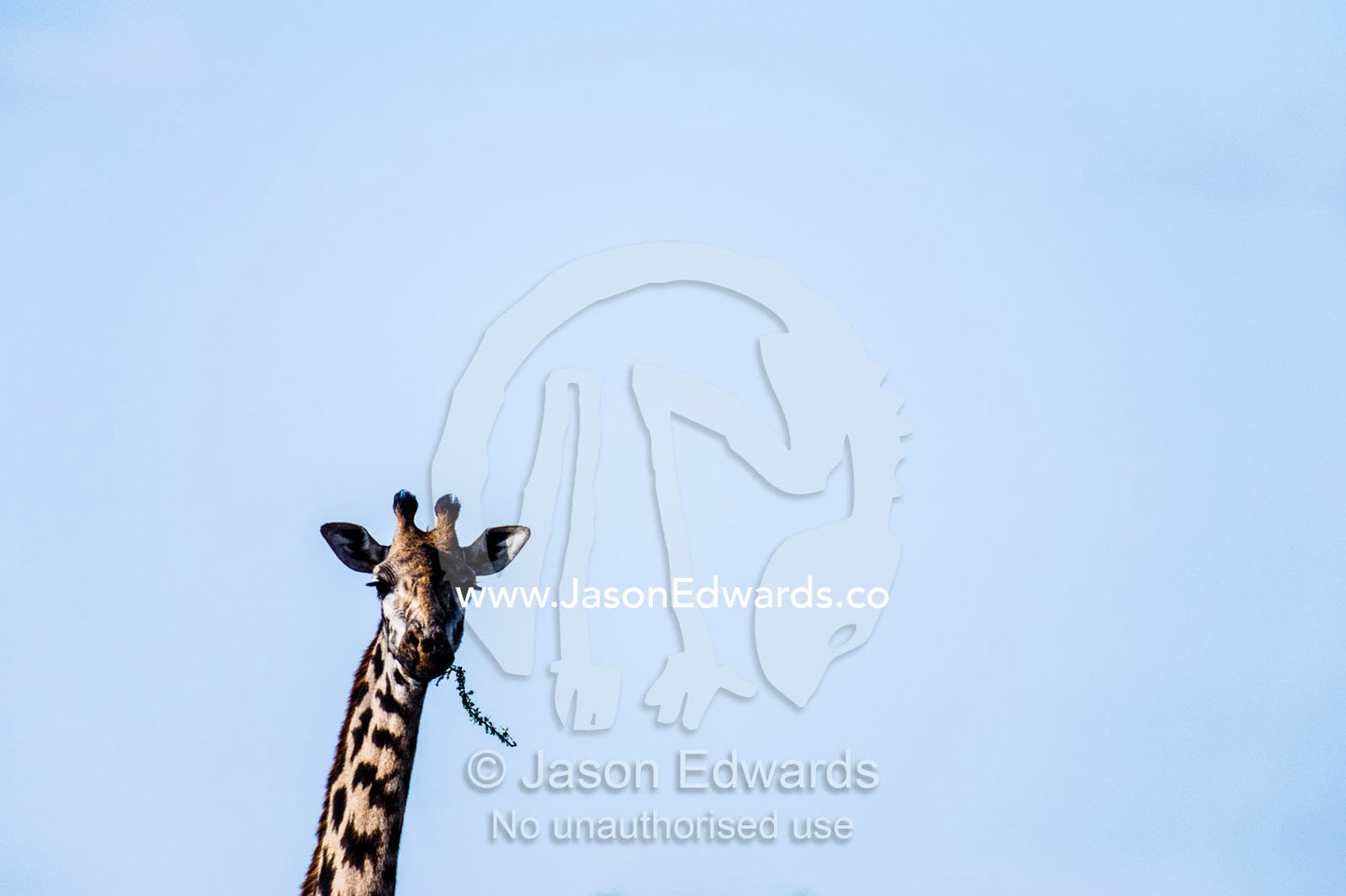 A Giraffe chewing on a spiky Acacia tree branch hanging out of it's mouth. Ngorongoro Conservation Area, Ngorongoro District, Tanzania.