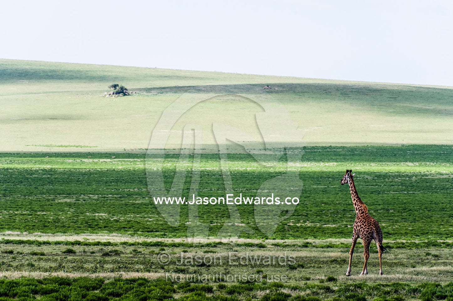 A lone Giraffe migrating across the vast endless savannah plain . Ngorongoro Conservation Area, Ngorongoro District, Tanzania.