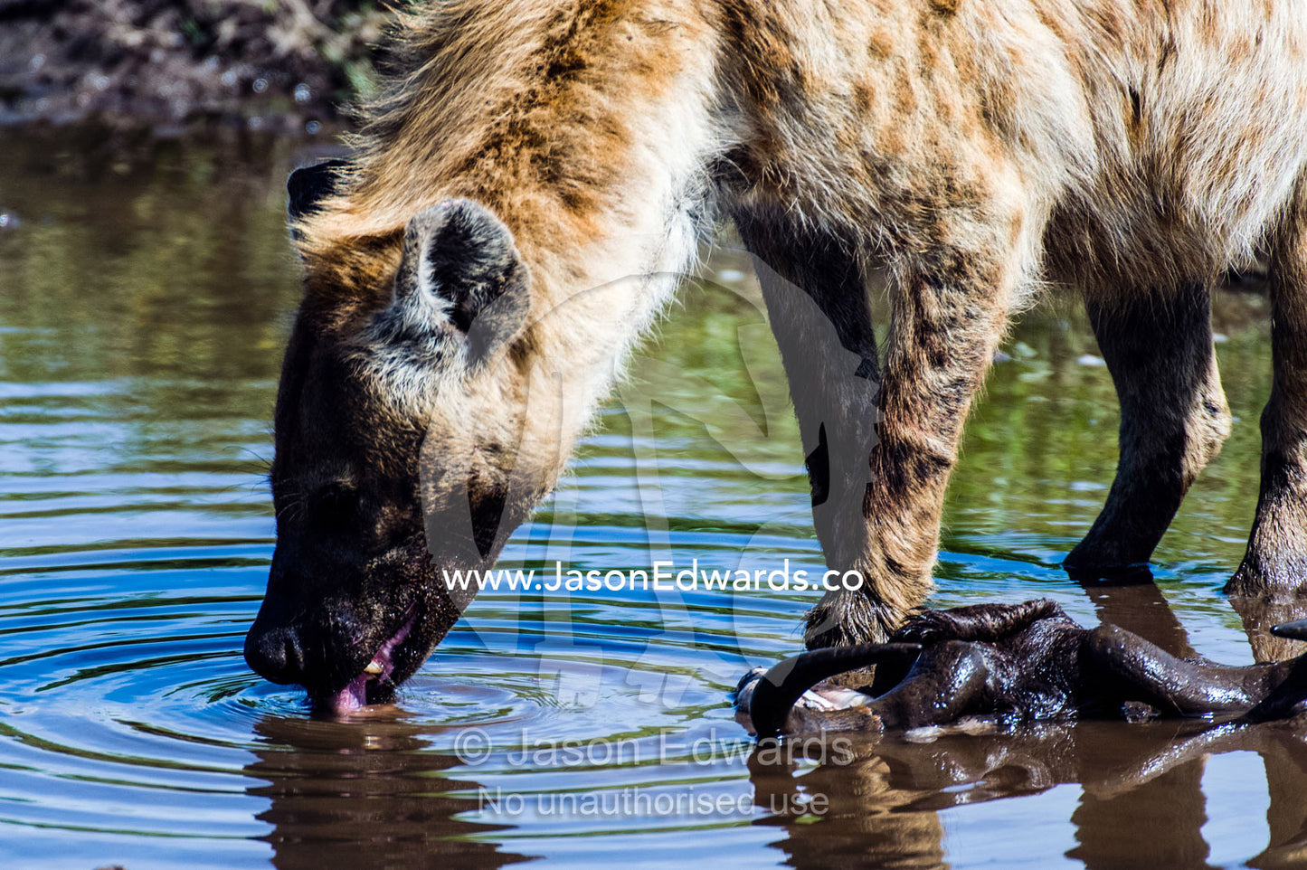 A fat-bellied Spotted Hyena drinking from a waterhole after feeding on a Blue Wildebeest carcass. Ngorongoro Conservation Area, Ngorongoro District, Tanzania.