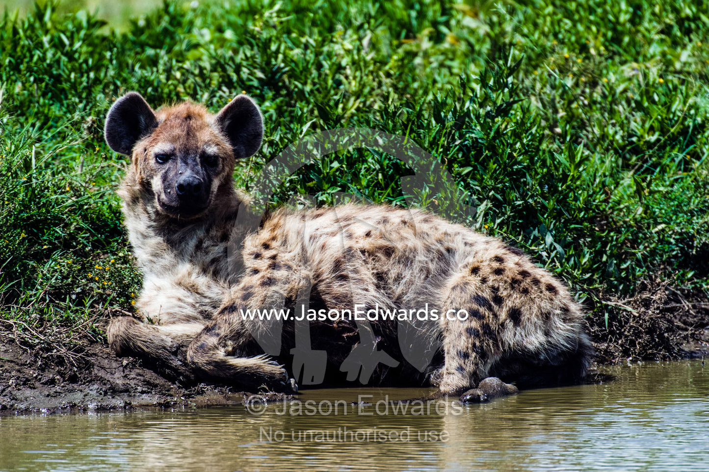 A Spotted Hyena resting in the cool mud on the shore of a waterhole. Ngorongoro Conservation Area, Ngorongoro District, Tanzania.