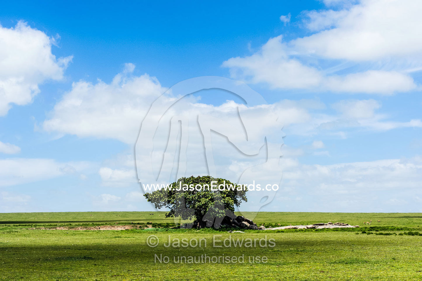 A Rock Fig provides shelter for wildlife on a granite outcrop known as a kopje on the savannah plain. Ngorongoro Conservation Area, Ngorongoro District, Tanzania.