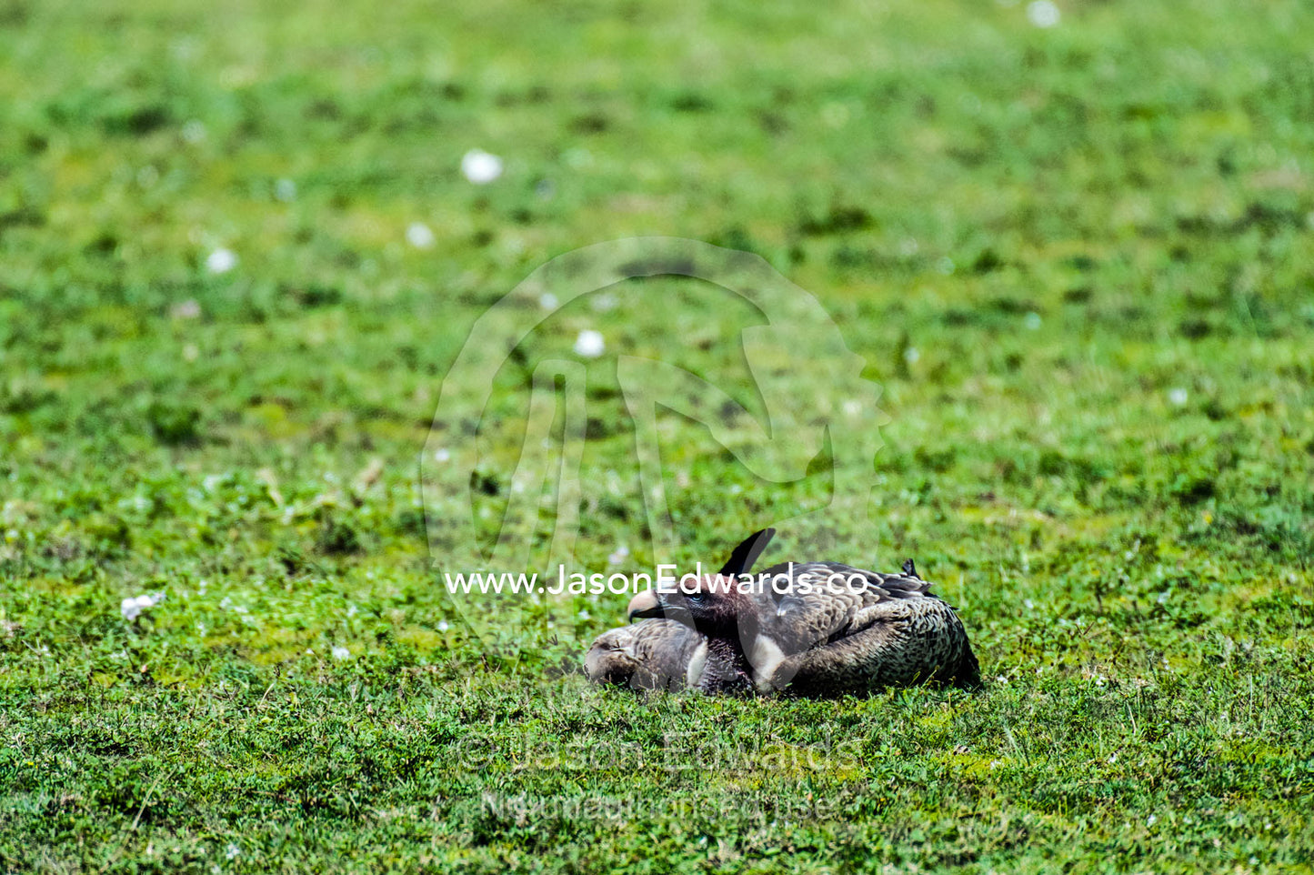 A Ruppell's Vulture lying on the savannah plain to rest. Ngorongoro Conservation Area, Ngorongoro District, Tanzania.