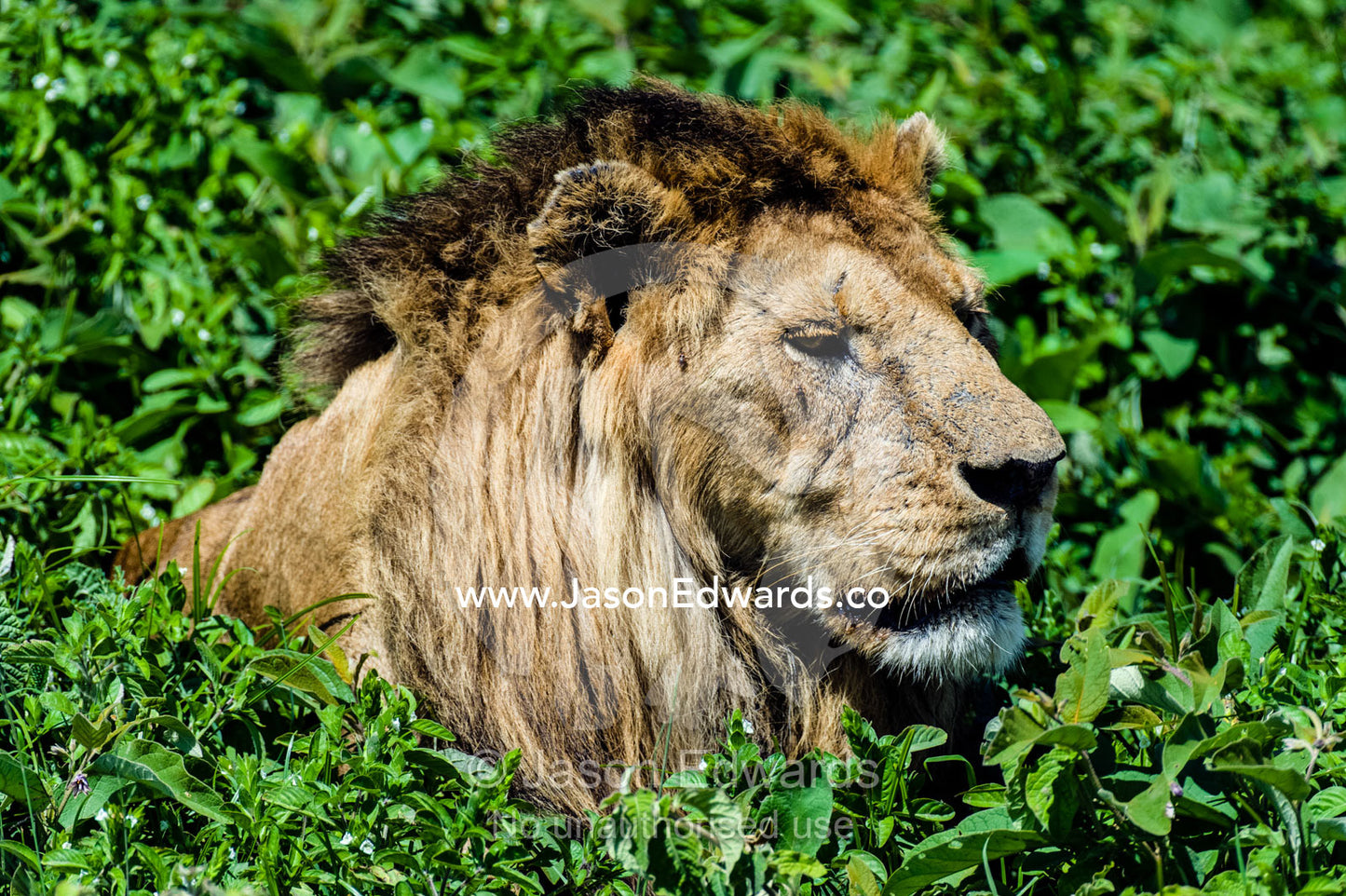 A male African Lion surveys the savannah from a comfortable position resting in some shrubs. Ngorongoro Conservation Area, Ngorongoro District, Tanzania.