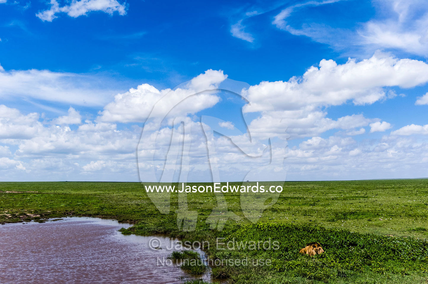 A male African Lion rests among small shrubs next to a waterhole on the savannah plain waiting for prey. Ngorongoro Conservation Area, Ngorongoro District, Tanzania.