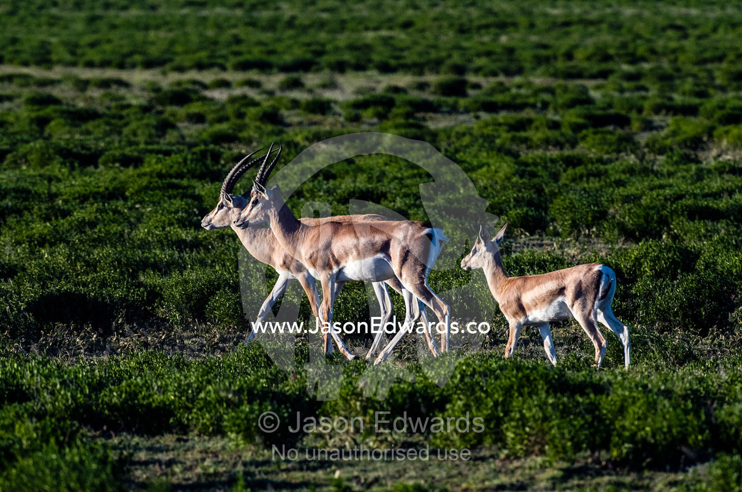 A Grant's Gazelle fawn follows close to adult males for protection. Ngorongoro Conservation Area, Ngorongoro District, Tanzania.