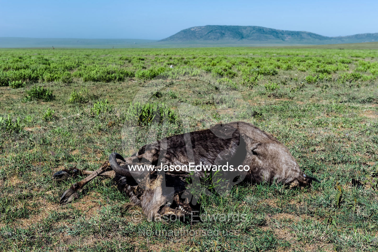 The desiccated carcass of a dead Blue Wildebeest on a vast short grass savannah plain. Ngorongoro Conservation Area, Ngorongoro District, Tanzania.