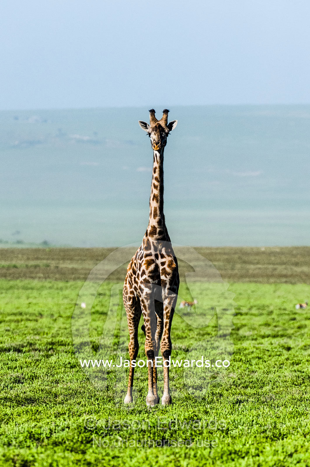 An exposed and solitary Giraffe surveying the empty short grass savannah plains. Ngorongoro Conservation Area, Ngorongoro District, Tanzania.