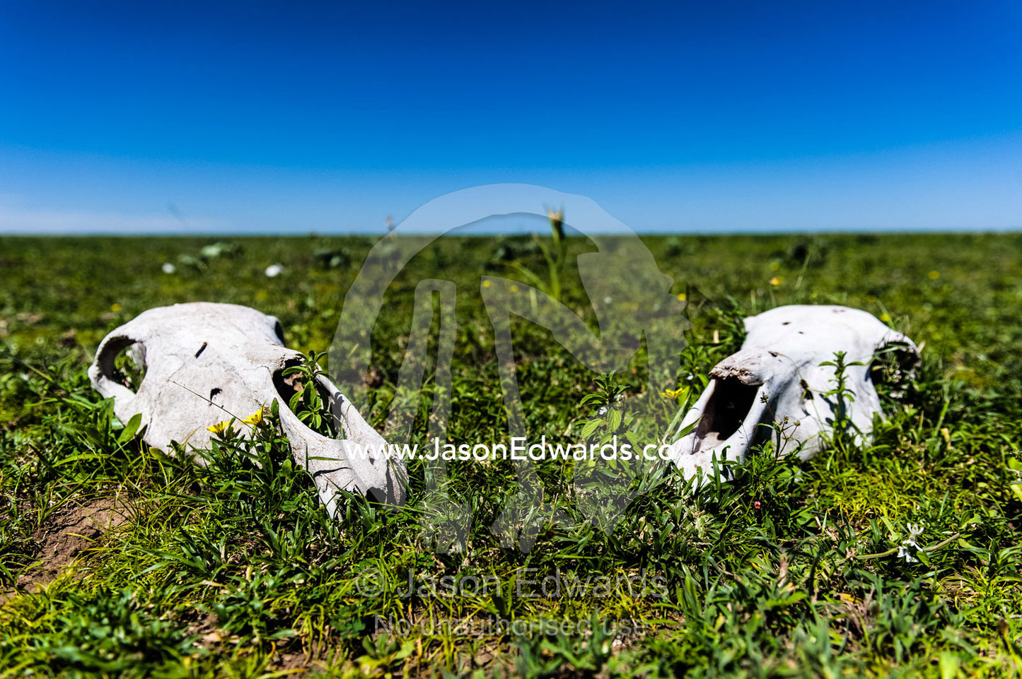 A pair of bleached Zebra skulls on a vast and endless short grass savannah plain after the migration. Ngorongoro Conservation Area, Ngorongoro District, Tanzania.