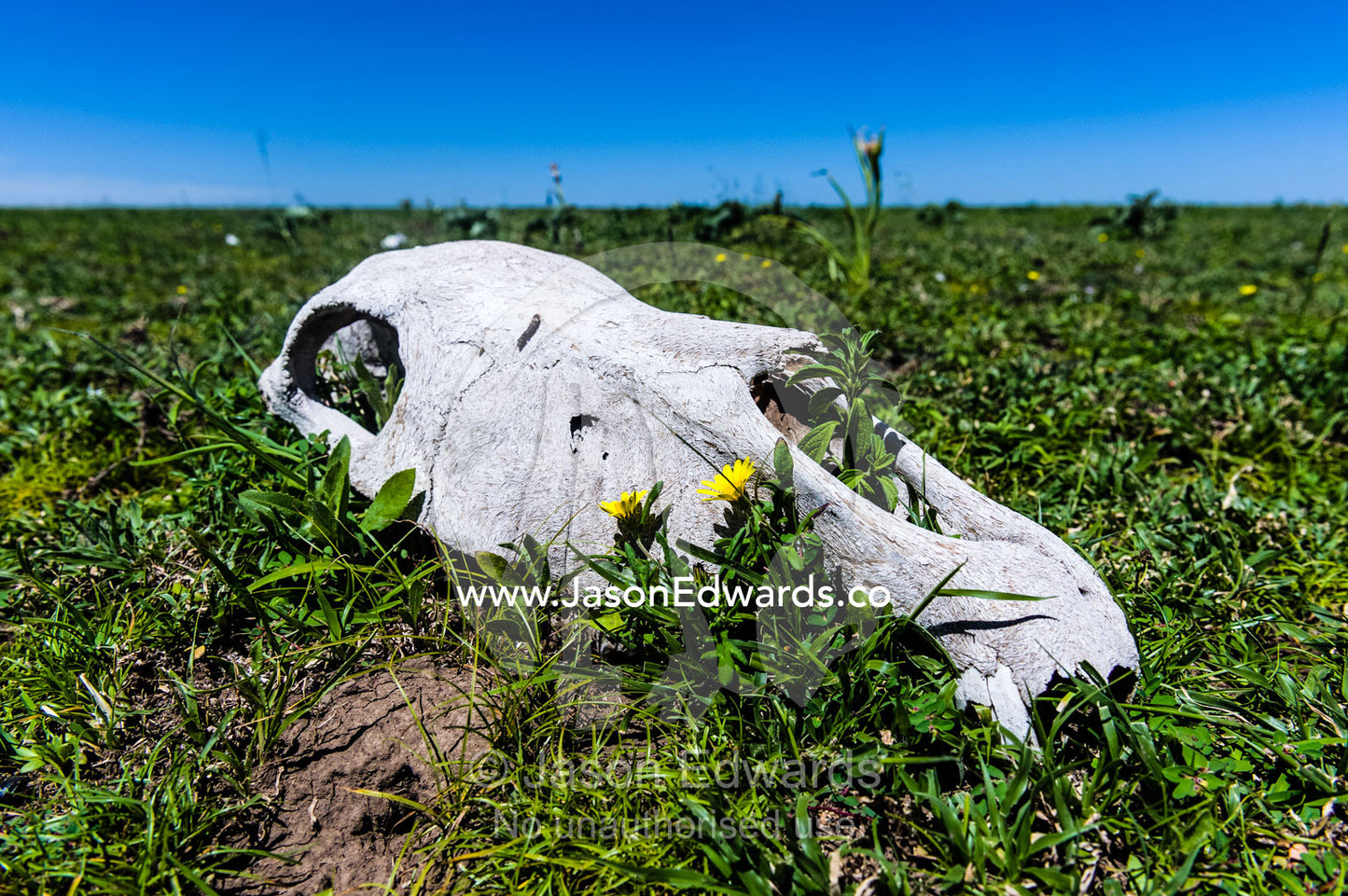 A bleached Zebra skull on a vast and endless short grass savannah plain after the migration. Ngorongoro Conservation Area, Ngorongoro District, Tanzania.