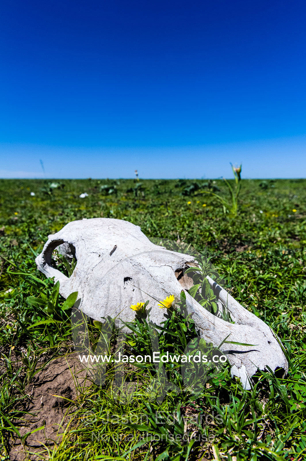A bleached Zebra skull on a vast and endless short grass savannah plain after the migration. Ngorongoro Conservation Area, Ngorongoro District, Tanzania.