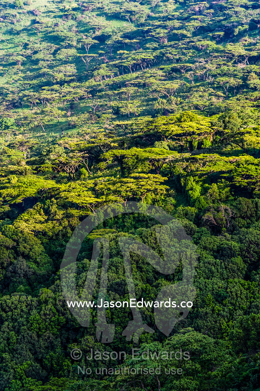 Dawn lights a dense evergreen forest and highland trees on the steep slopes of a volcano crater. Ngorongoro Crater, Ngorongoro Conservation Area, Ngorongoro District, Tanzania, Africa.