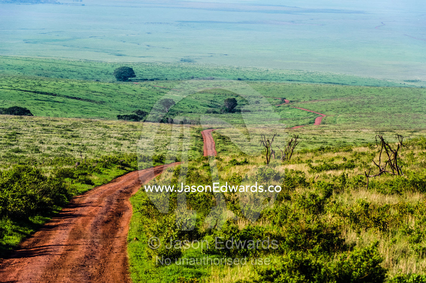 A dirt road winds through the vast savannah plain at the foot of a volcano caldera. Ngorongoro Crater, Ngorongoro Conservation Area, Ngorongoro District, Tanzania, Africa.