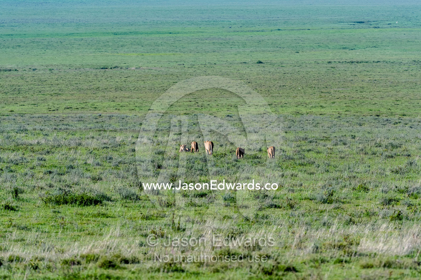 A pride of African Lions patrolling the vast short grass savannah plains in the clear morning light. Ngorongoro Crater, Ngorongoro Conservation Area, Ngorongoro District, Tanzania, Africa.