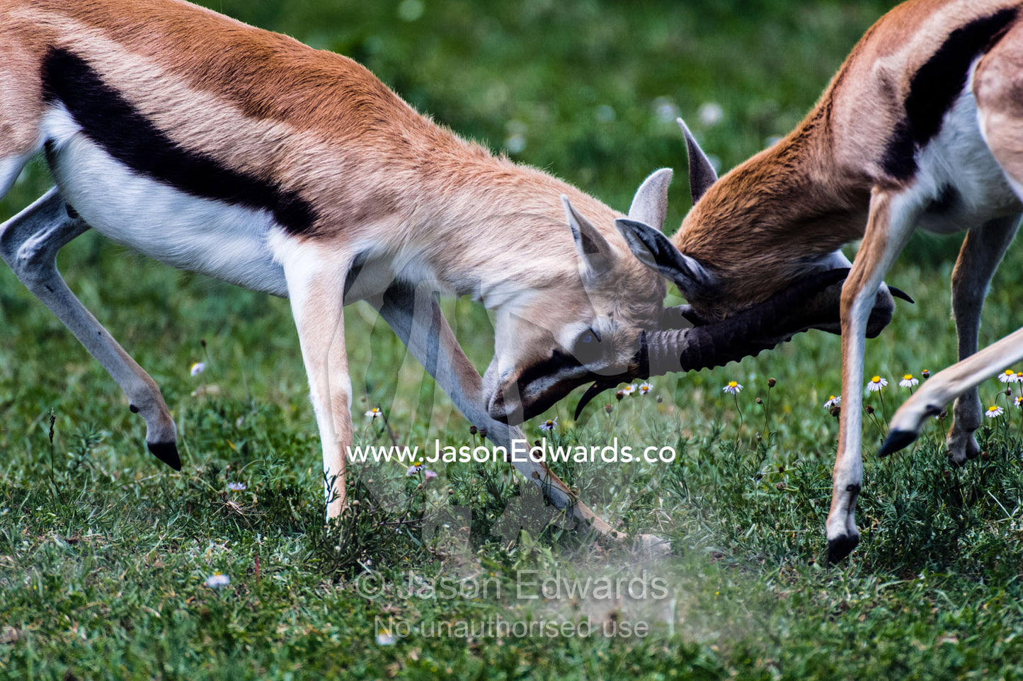 A pair of adult male Thomson's Gazelles lock horns and battle for supremacy. Ngorongoro Crater, Ngorongoro Conservation Area, Ngorongoro District, Tanzania, Africa.