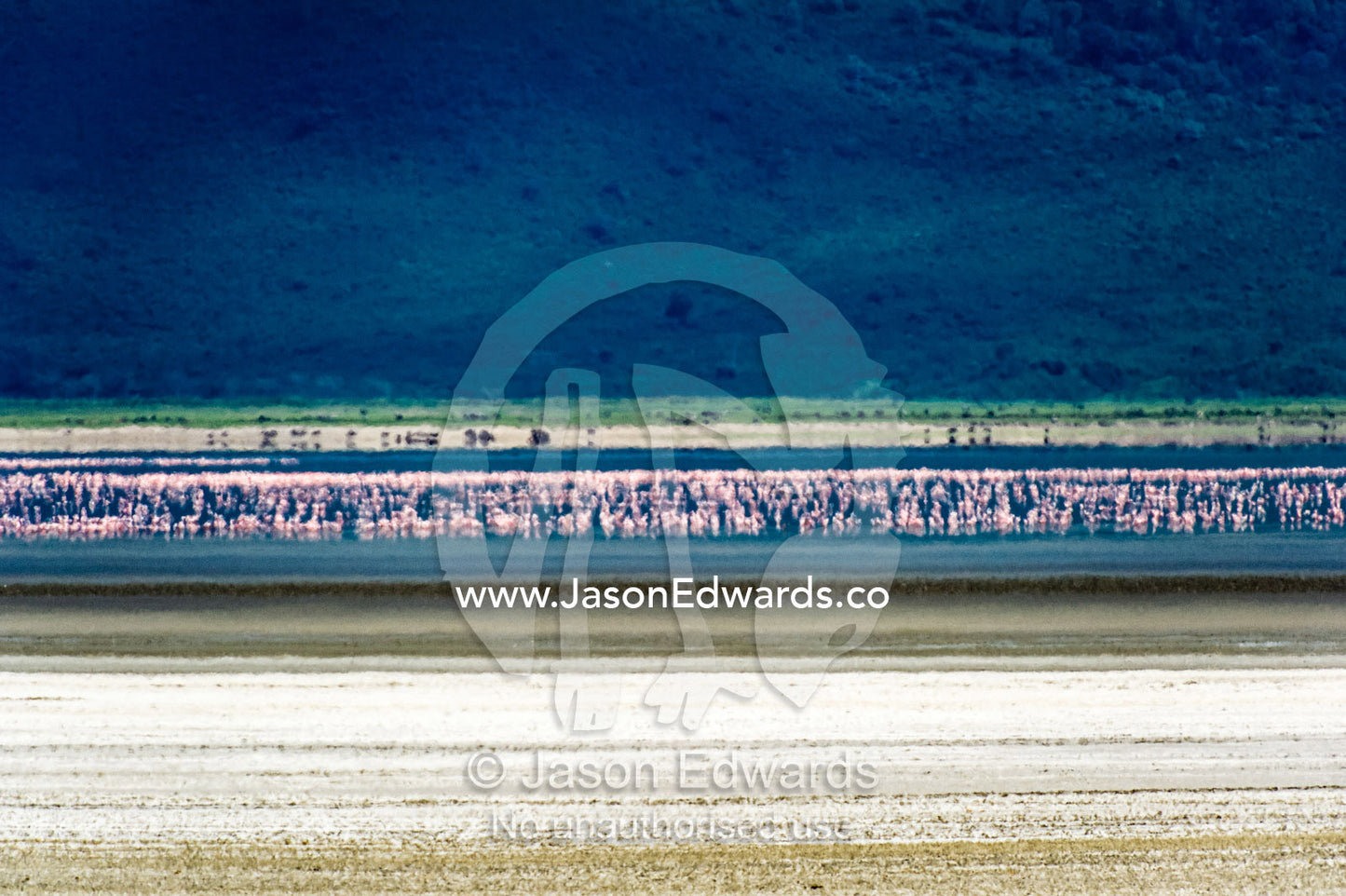A flock of Lesser Flamingo feeding on a soda lake on the floor of a volcano caldera. Ngorongoro Crater, Ngorongoro Conservation Area, Ngorongoro District, Tanzania, Africa.