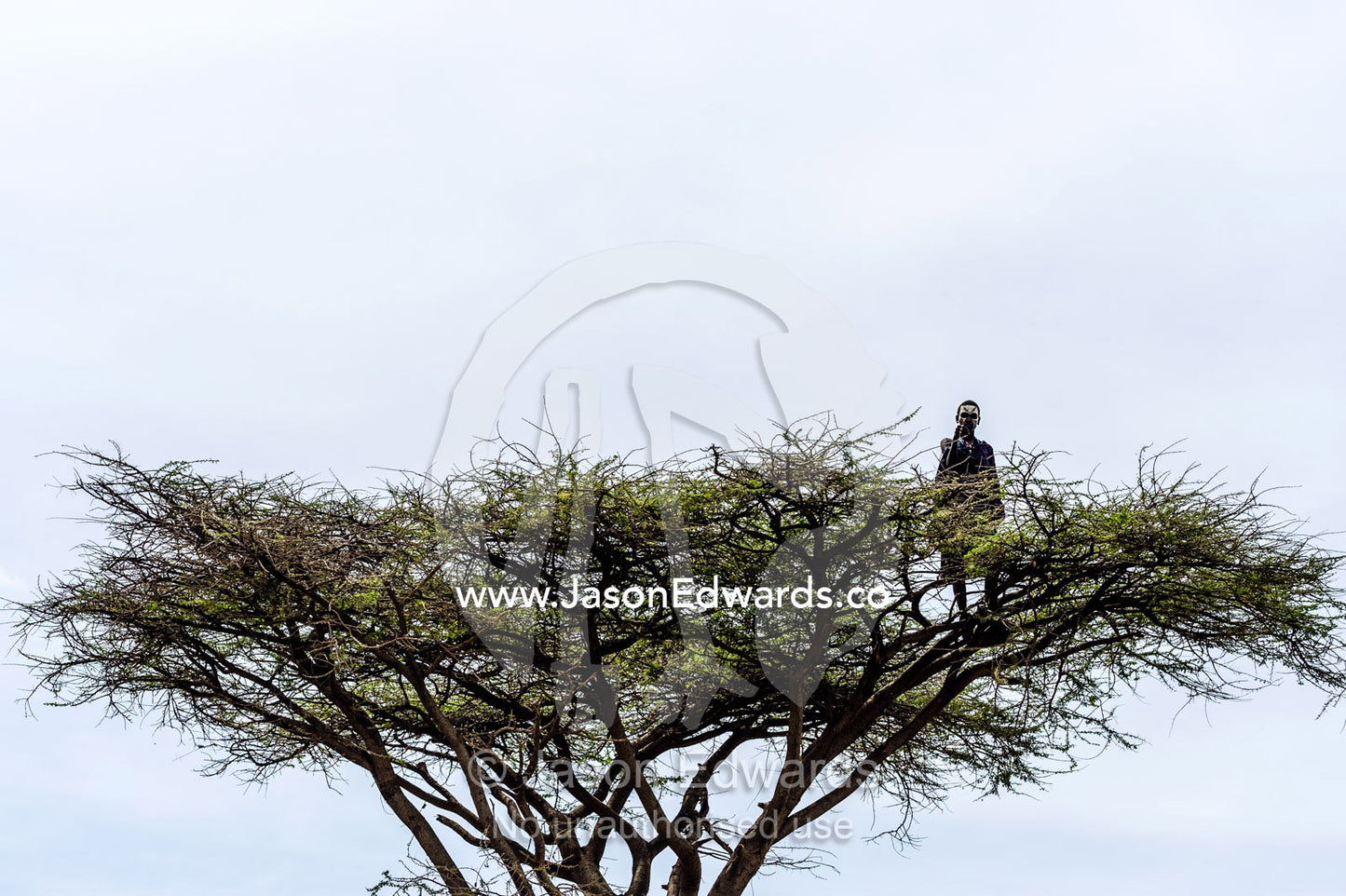 A teenage Maasai warrior, a Moran, standing sentry on top of an umbrella acacia tree. Ngorongoro Conservation Area, Ngorongoro District, Tanzania, Africa.