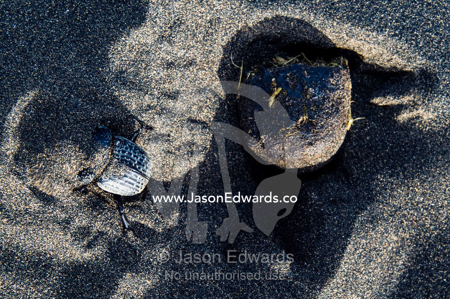 A Dung Beetle attempts to bury in volcanic sand, a ball of feces containing its eggs. Shifting Sands, Ngorongoro Conservation Area, Ngorongoro District, Tanzania, Africa.